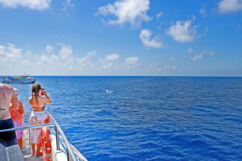 Mallorca: 2-Hour Dolphin Watching Cruise & Glass-Bottom Boat - Key Highlights Worth Booking For