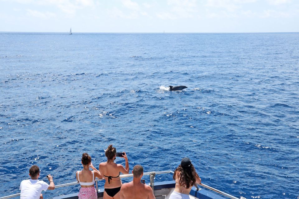 Mallorca: 2-Hour Dolphin Watching Cruise & Glass-Bottom Boat - Morning Dolphin Watching on a 2-Hour Glass-Bottom Cruise