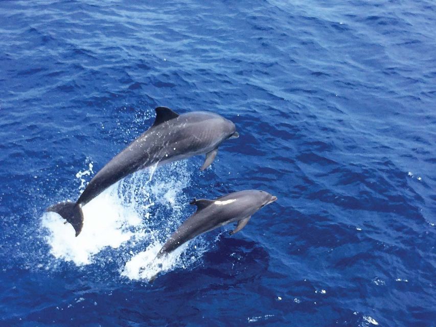 Mallorca: 2-Hour Dolphin Watching Cruise & Glass-Bottom Boat - The Glass-Bottom Windows: Fun Bonus, Not the Main Event