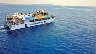 Mallorca: 2-Hour Dolphin Watching Cruise & Glass-Bottom Boat - What Dolphin Sightings Feel Like in Real Life