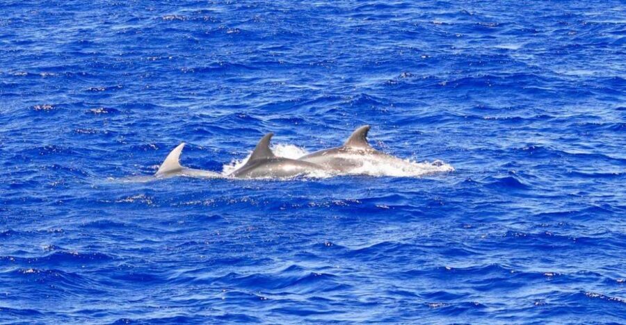 Mallorca: 3-Hour Afternoon Dolphin Watching Boat Tour - Why This Dolphin Tour Works for Most Mallorca Trips