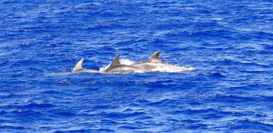 Mallorca: 3-Hour Afternoon Dolphin Watching Boat Tour - Santa Ponsa vs Paguera: Choosing Your Starting Point