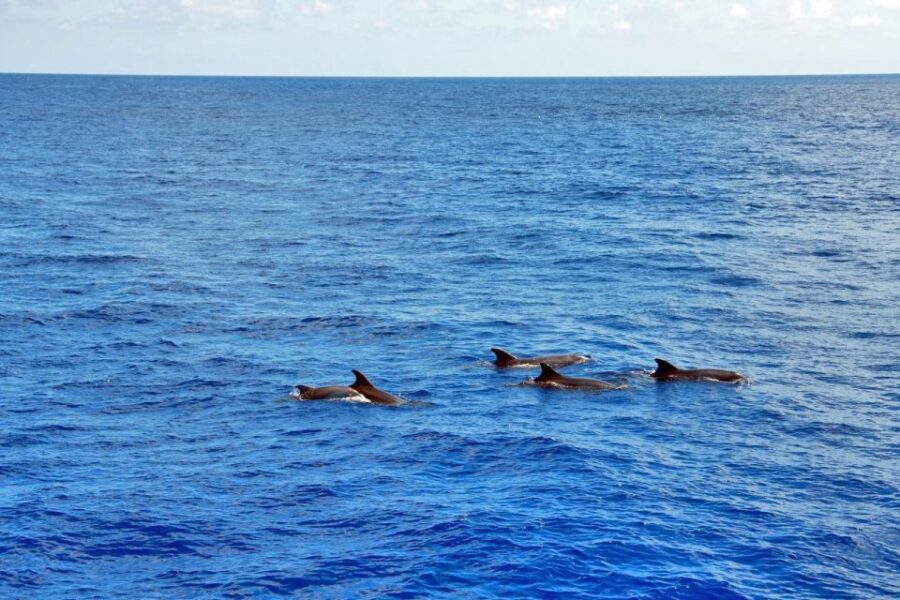 Mallorca: 3-Hour Afternoon Dolphin Watching Boat Tour - At Sea: What You’ll Actually Do During Those Three Hours