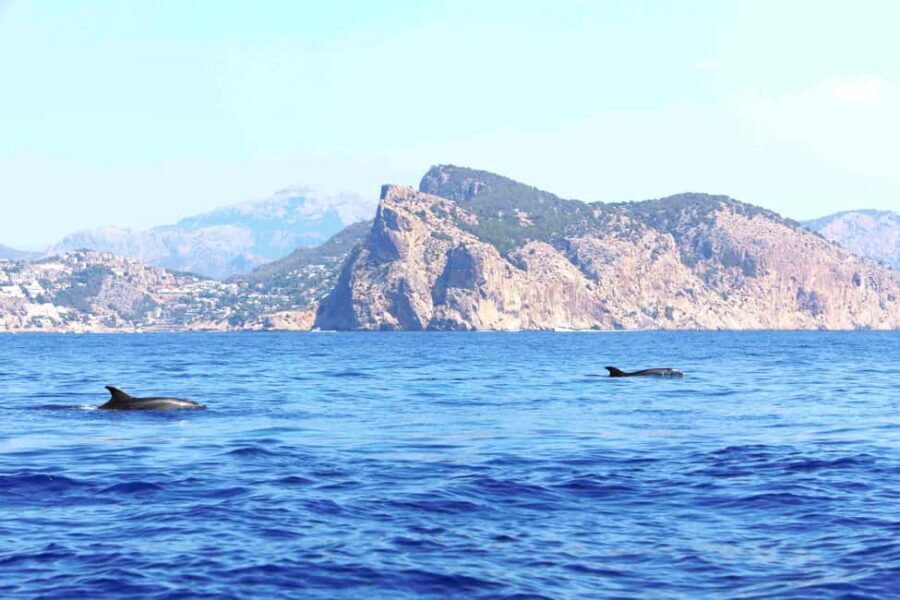 Mallorca: 3-Hour Afternoon Dolphin Watching Boat Tour - The Swim Stop: The Best Use of Your Time in the Water