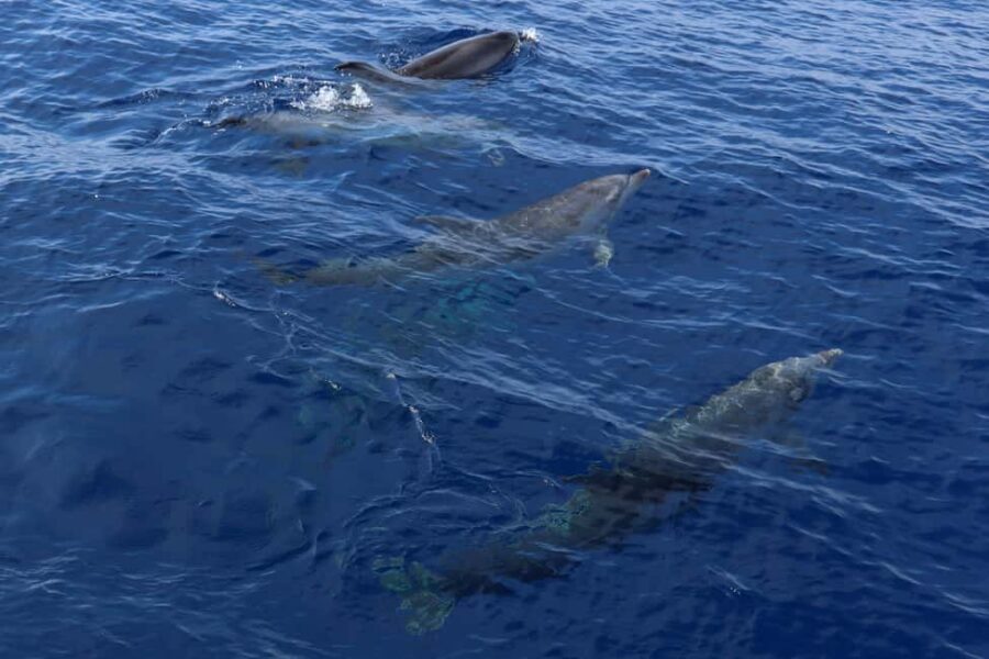 Mallorca: 3-Hour Afternoon Dolphin Watching Boat Tour - Onboard Comfort: Sun, Space, and the Reality of a Busy Boat