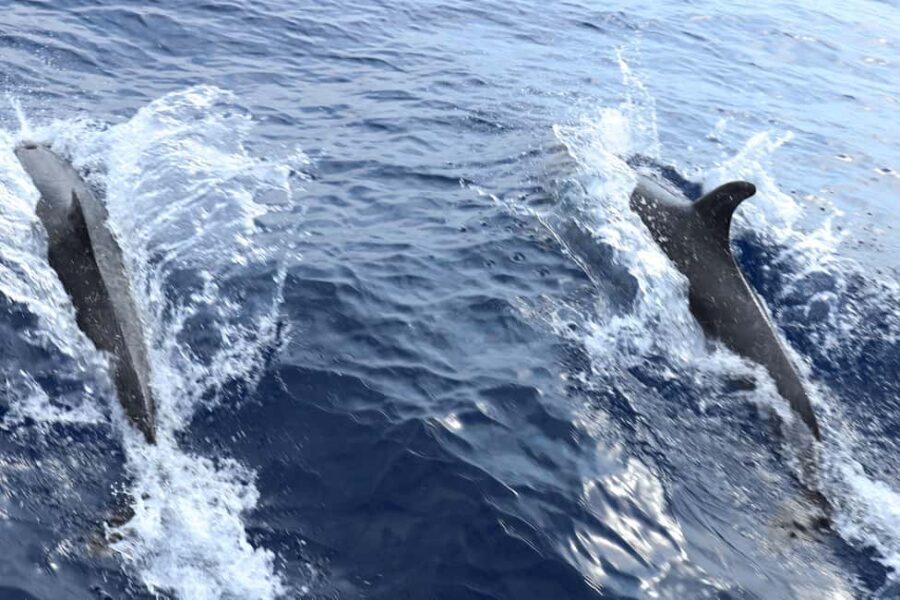 Mallorca: 3-Hour Afternoon Dolphin Watching Boat Tour - Wildlife Odds: How to Think About Dolphin Sightings
