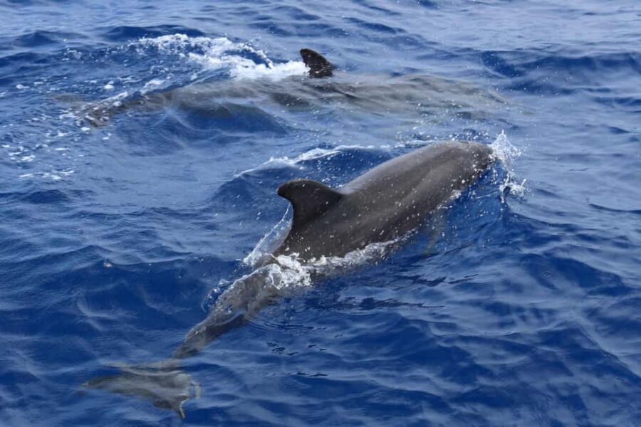 Mallorca: 3-Hour Afternoon Dolphin Watching Boat Tour - Who This Tour Fits Best (And Who Might Want to Skip)