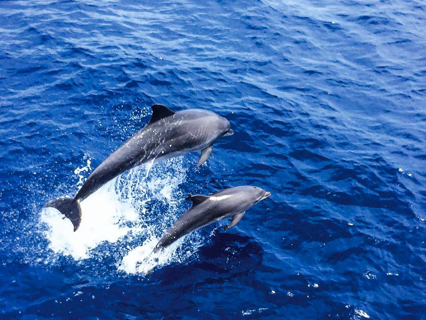 Mallorca: Dolphin Watching Cruise - Key things to know before you go