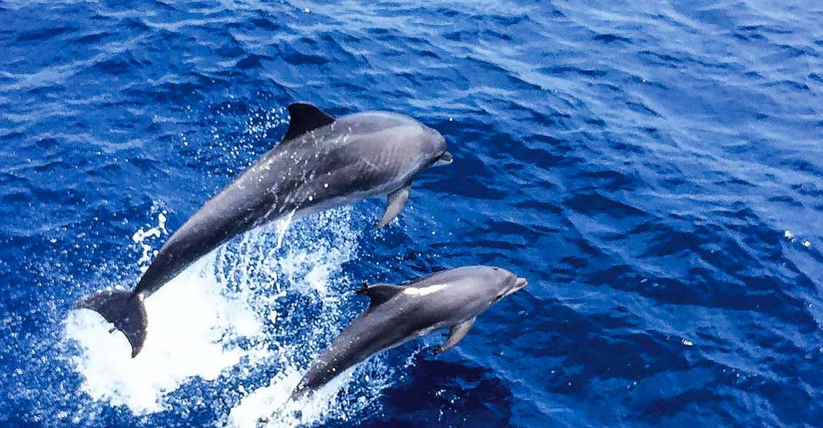 Mallorca: Dolphin Watching Cruise - What this 3-hour dolphin cruise feels like on the water