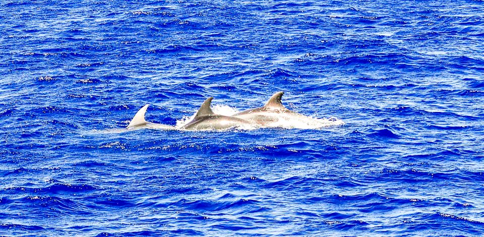 Mallorca: Dolphin Watching Cruise - The dolphin hunt: what the crew looks for