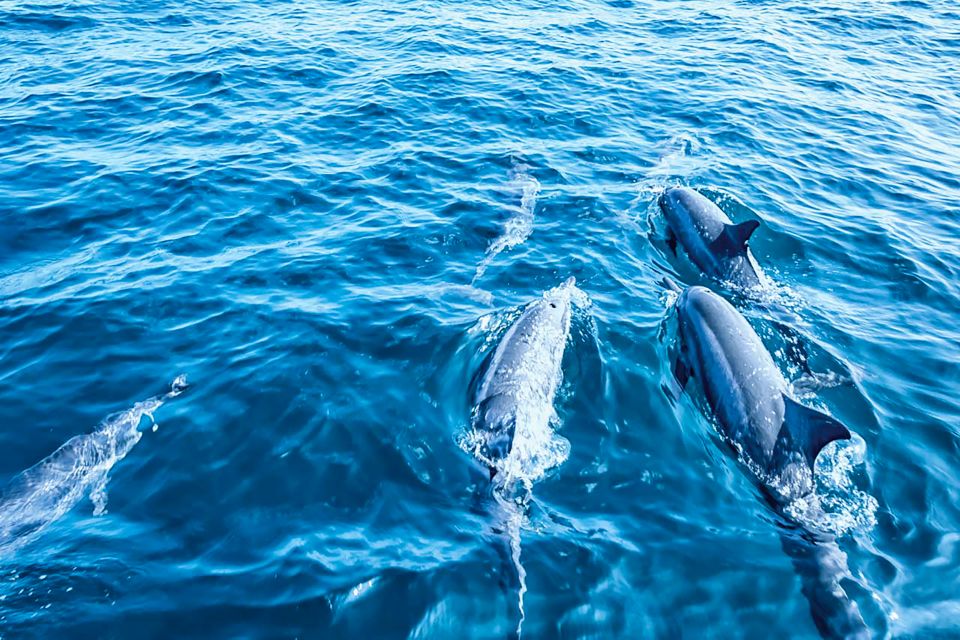 Mallorca: Dolphin Watching Cruise - Swim stop and snorkeling: worth it, but plan for the time limit