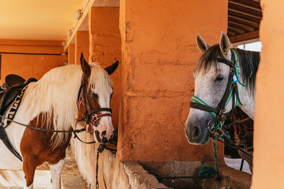 Mallorca: Horseback Riding Experience with Food Options - Weather, Timing, and the Real-Life Flow of the Day