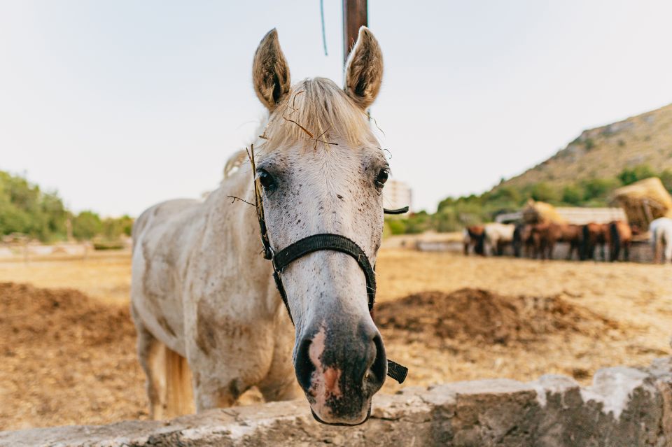 Mallorca: Horseback Riding Experience with Food Options - The Guided Ride Itself: Walk, Trot, and the Chance to Gallop