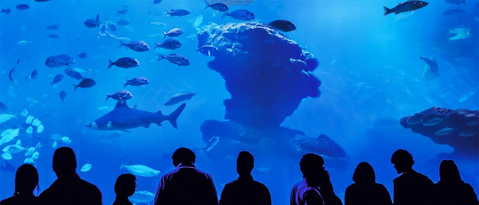 Mallorca: Palma Aquarium Entry Ticket w/ Optional 3D Cinema - Who should book this aquarium ticket?