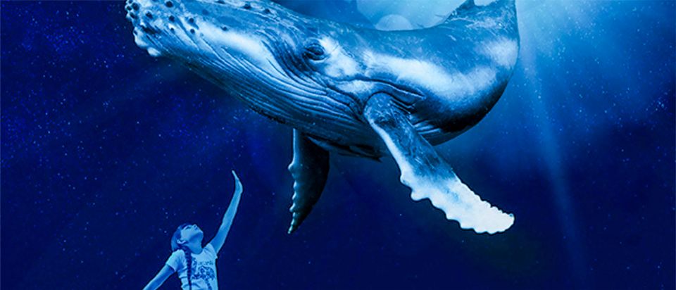 Mallorca: Palma Aquarium Entry Ticket w/ Optional 3D Cinema - Price and value: is $39 worth it for Mallorca?