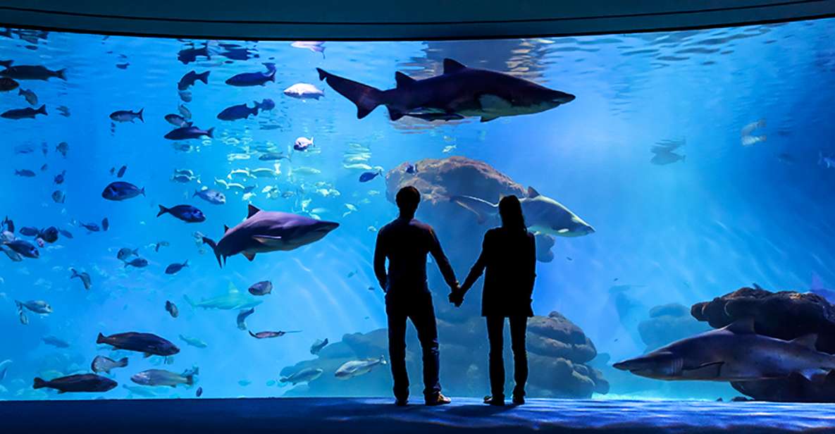Mallorca: Palma Aquarium Entry Ticket w/ Optional 3D Cinema - Daily feedings: how to build your day around shark, ray, turtle timing