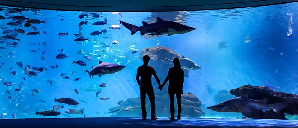 Mallorca: Palma Aquarium Entry Ticket w/ Optional 3D Cinema - Comfort notes: crowds, air, and how to stay sane