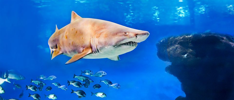 Mallorca: Palma Aquarium Entry Ticket w/ Optional 3D Cinema - Your self-guided route: from Big Blue to the coral habitats