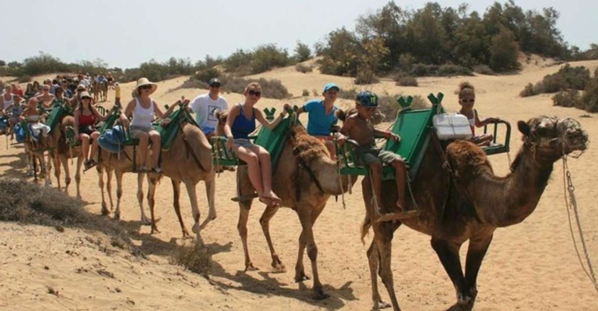 Maspalomas: Guided Camel Ride in the Maspalomas Sand Dunes - Key highlights that matter