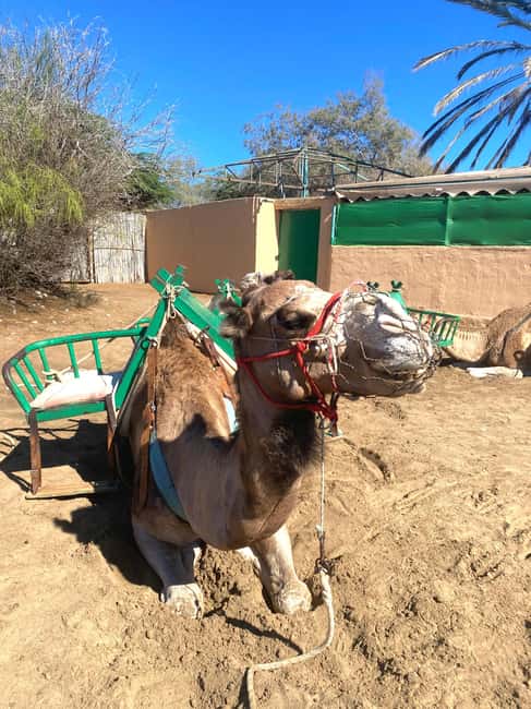 Maspalomas: Guided Camel Ride in the Maspalomas Sand Dunes - Why a 30-minute camel ride in Maspalomas feels different