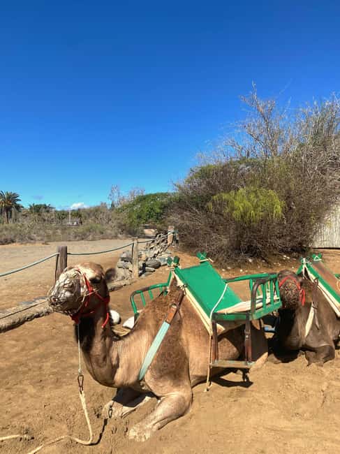 Maspalomas: Guided Camel Ride in the Maspalomas Sand Dunes - Saharawari guides and animal-focused handling