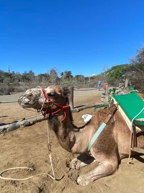 Maspalomas: Guided Camel Ride in the Maspalomas Sand Dunes - Price and value: is $21 for 30 minutes worth it?