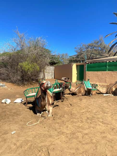 Maspalomas: Guided Camel Ride in the Maspalomas Sand Dunes - Who should book this camel ride (and who should skip it)