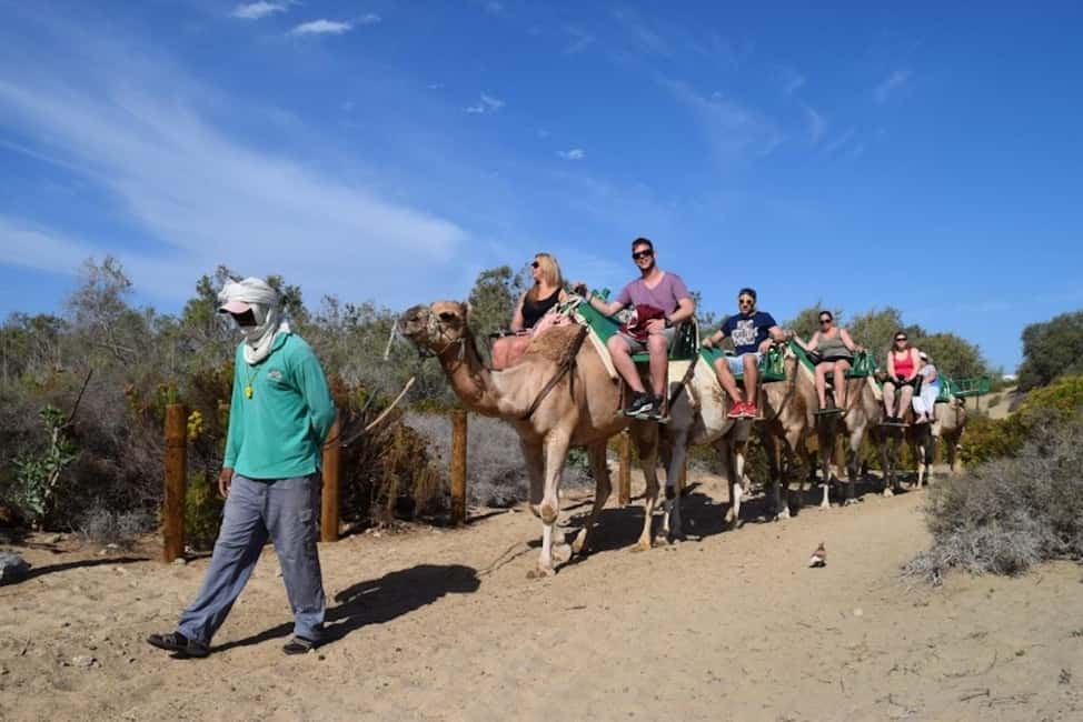 Maspalomas: Guided Camel Ride in the Maspalomas Sand Dunes - Should you book Camello Safari Duna Oasis?