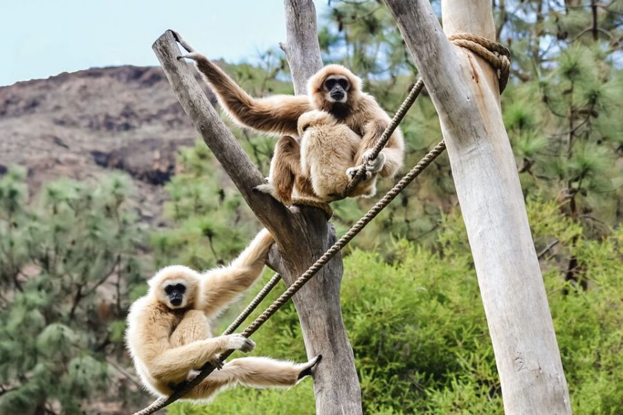Maspalomas: Palmitos Park Ticket with Dolphin and Bird Shows - Key Things To Know Before You Go