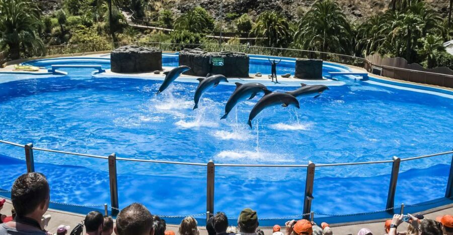 Maspalomas: Palmitos Park Ticket with Dolphin and Bird Shows - Your 1-Day Ticket: What’s Included (and What Isn’t)
