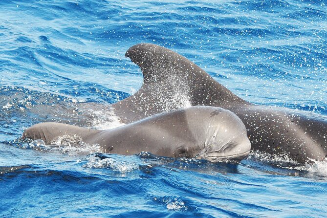 Morro Jable: 2 Hours Magic Dolphin & Whale watching with Drinks & Swim Stop. - Key Points Before You Go