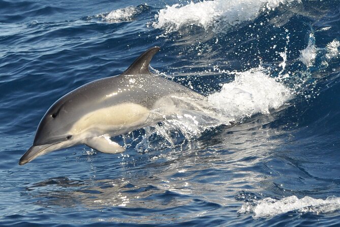 Morro Jable: 2 Hours Magic Dolphin & Whale watching with Drinks & Swim Stop. - Pickup and Arrival Timing: Costa Calma, Esquinzo, Jandía, and the Port Schedule