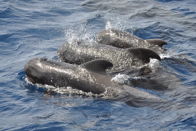 Morro Jable: 2 Hours Magic Dolphin & Whale watching with Drinks & Swim Stop. - Crew Style and On-Board Information: The Human Part of the Trip