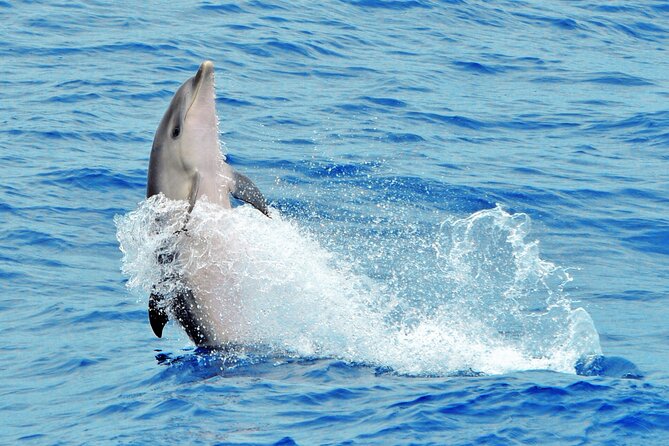Morro Jable: 2 Hours Magic Dolphin & Whale watching with Drinks & Swim Stop. - Price and Value: What $59.13 Is Really Buying