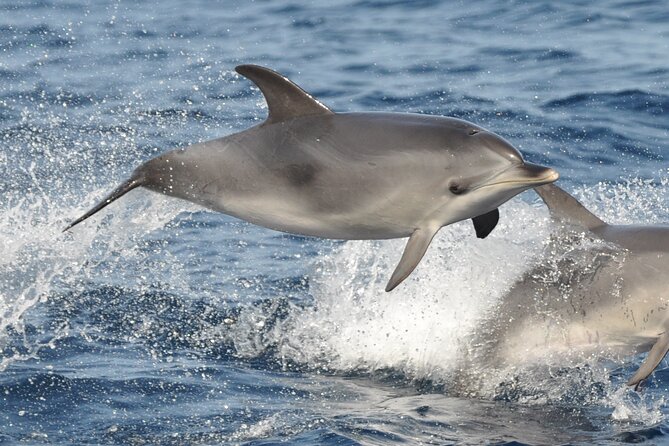 Morro Jable: 2 Hours Magic Dolphin & Whale watching with Drinks & Swim Stop. - Should You Book? My Simple Decision Guide