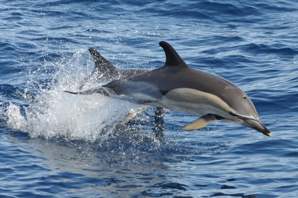 Morro Jable: Dolphin & Whale Watching Cruise, Drinks & Swim - The Jandía swim stop: why it’s more than a break