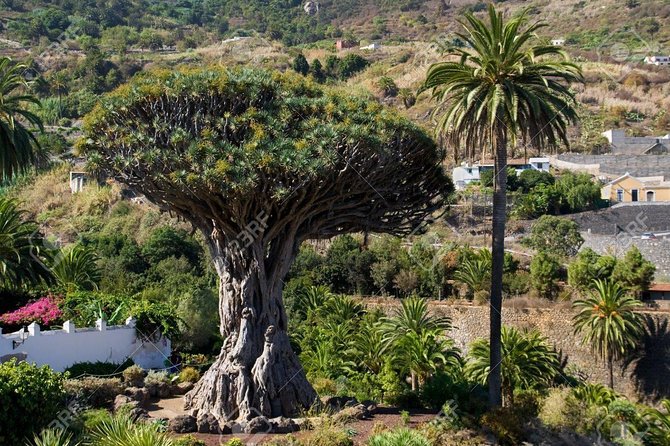 Mt. Teide and Masca Valley Tour in Tenerife - Valle de la Orotava and Vilaflor: quick altitude glimpses