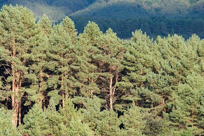 Mt. Teide and Masca Valley Tour in Tenerife - Teide National Park: what you realistically get in limited time