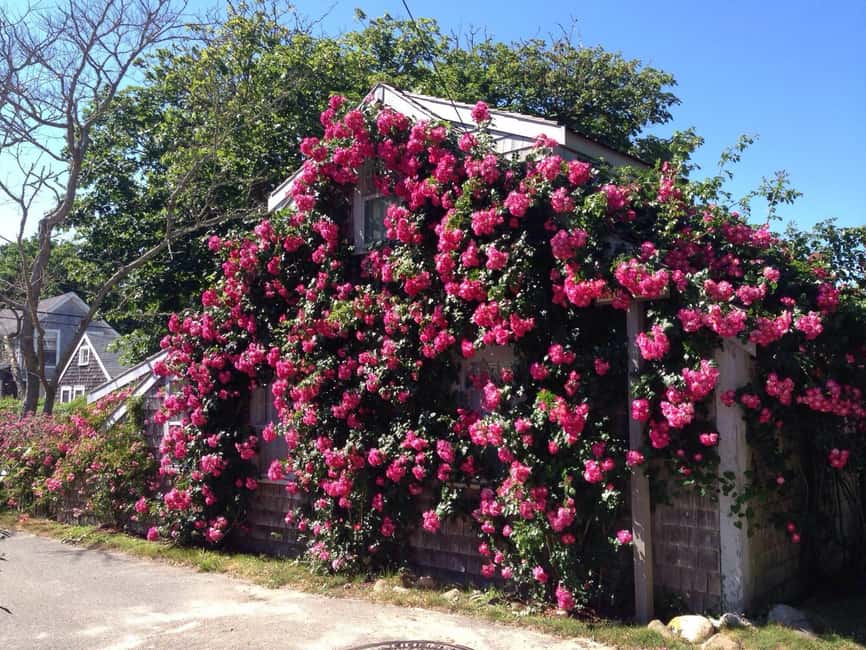 Nantucket: Historical Landmarks Sightseeing Bus Tour - The 3 Picture Stops That Shape the Whole Tour