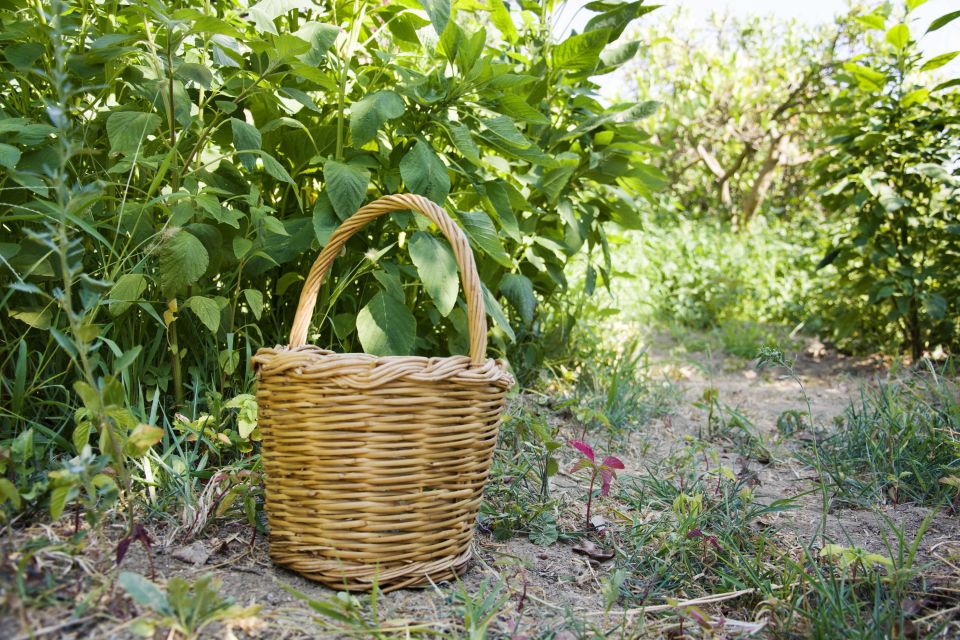 Naxos: Half-Day Cooking Class at Basiliko Family Tavern - Why a Basiliko Family Tavern class feels like Naxos, not a show