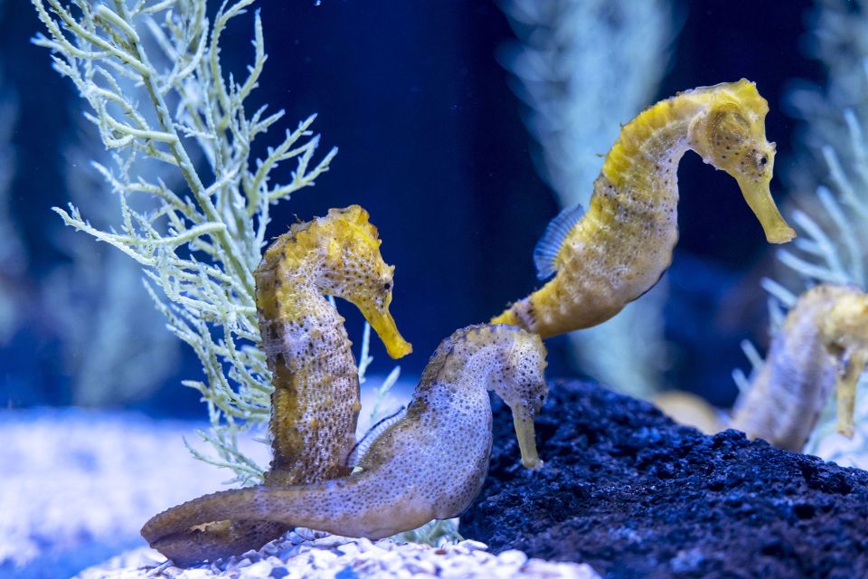 Poema del Mar Skip-the-Line Ticket - Entering the aquarium: best way to start strong