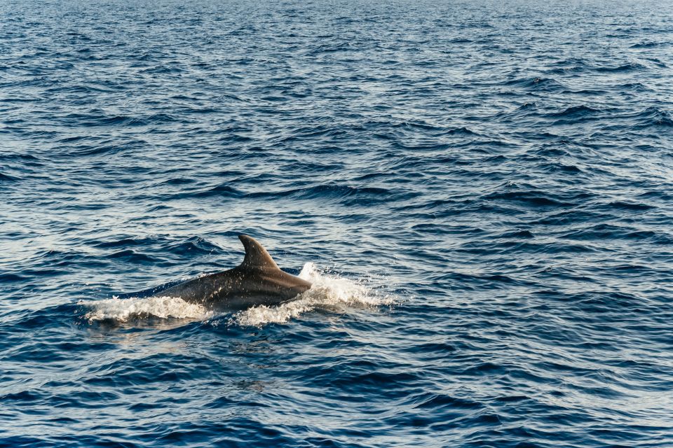 Port d'Alcudia: Sunrise at Sea & Dolphin Watching Boat Tour - Price and Value at About $69 Per Person