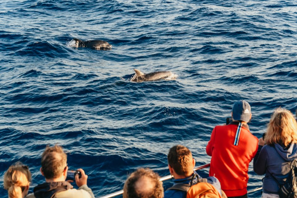 Port d'Alcudia: Sunrise at Sea & Dolphin Watching Boat Tour - Boat Size, Space, and Real Comfort on a 150–200 Passenger Vessel