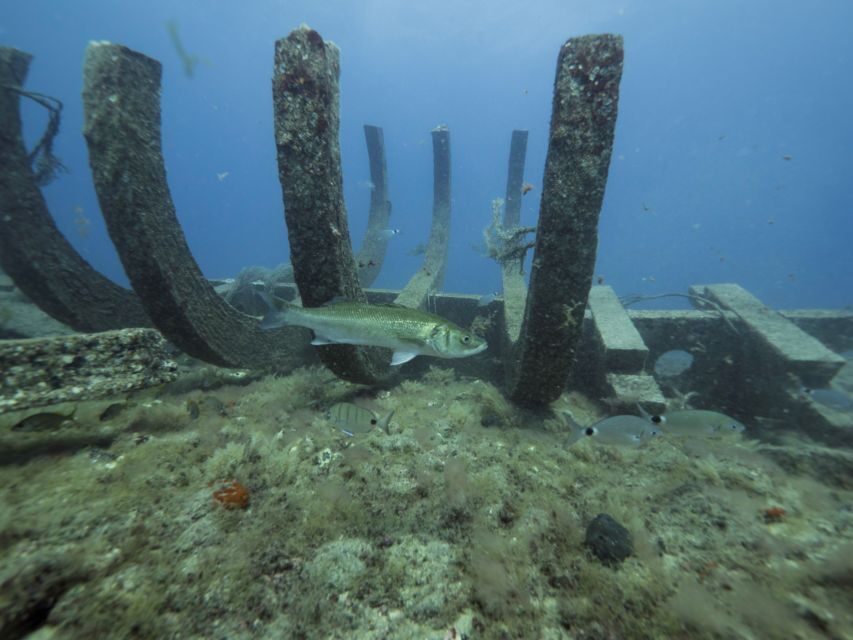 Puerto de Mogán: Submarine Tour - Photos and souvenirs: what to plan for after the ride