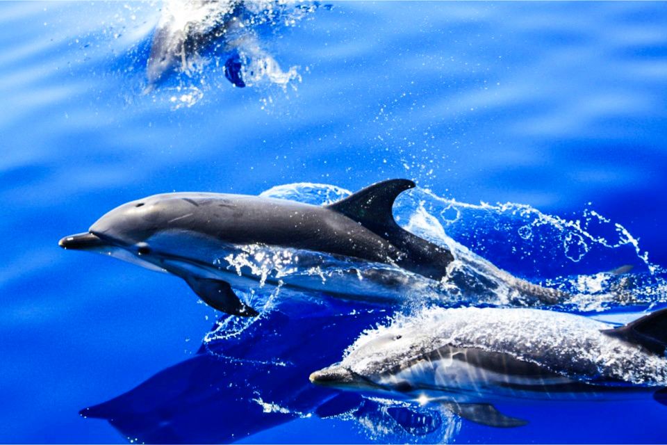 Puerto del Carmen: Dolphin-Watching Speedboat Tour with Swim - Key points before you go