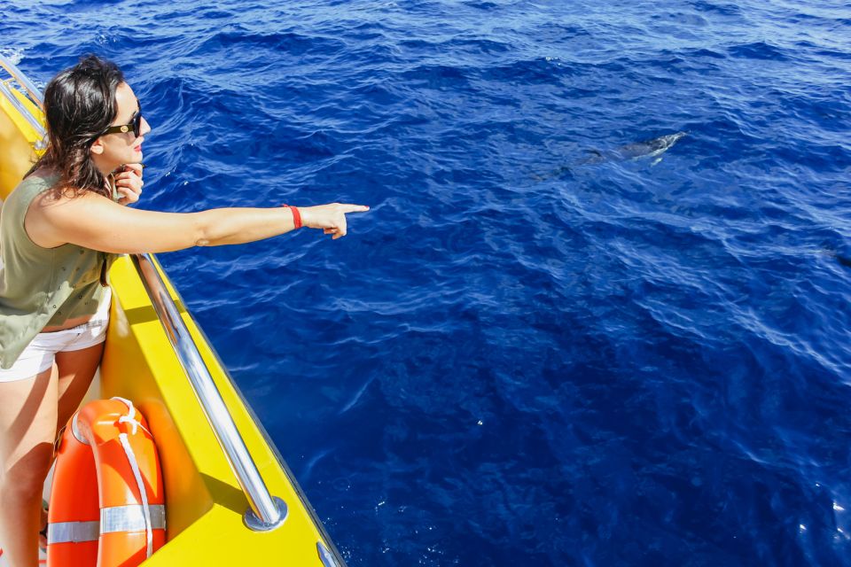 Puerto del Carmen: Dolphin-Watching Speedboat Tour with Swim - The On-Board Guide Experience: Species Talk, Binoculars, and Friendly Energy