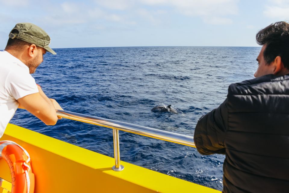 Puerto del Carmen: Dolphin-Watching Speedboat Tour with Swim - Who This Tour Fits Best (and Who Might Want Another Option)