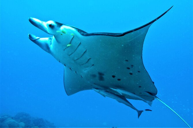 Reef Discovery Half Day Group Signature Tour - Reef Discovery in Bora Bora: what 3.5 hours really delivers