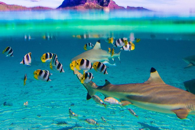 Reef Discovery Half Day Group Signature Tour - Eagle rays and extra sightings: how the itinerary flexes