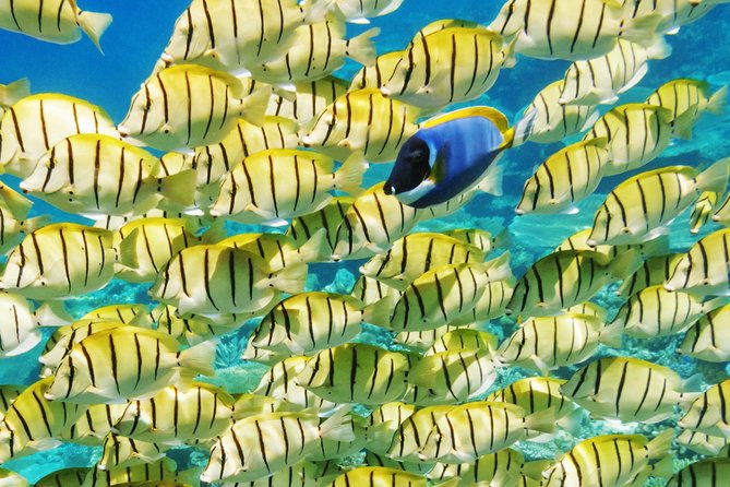 Reef Discovery Half Day Group Signature Tour - When weather and current get in the way